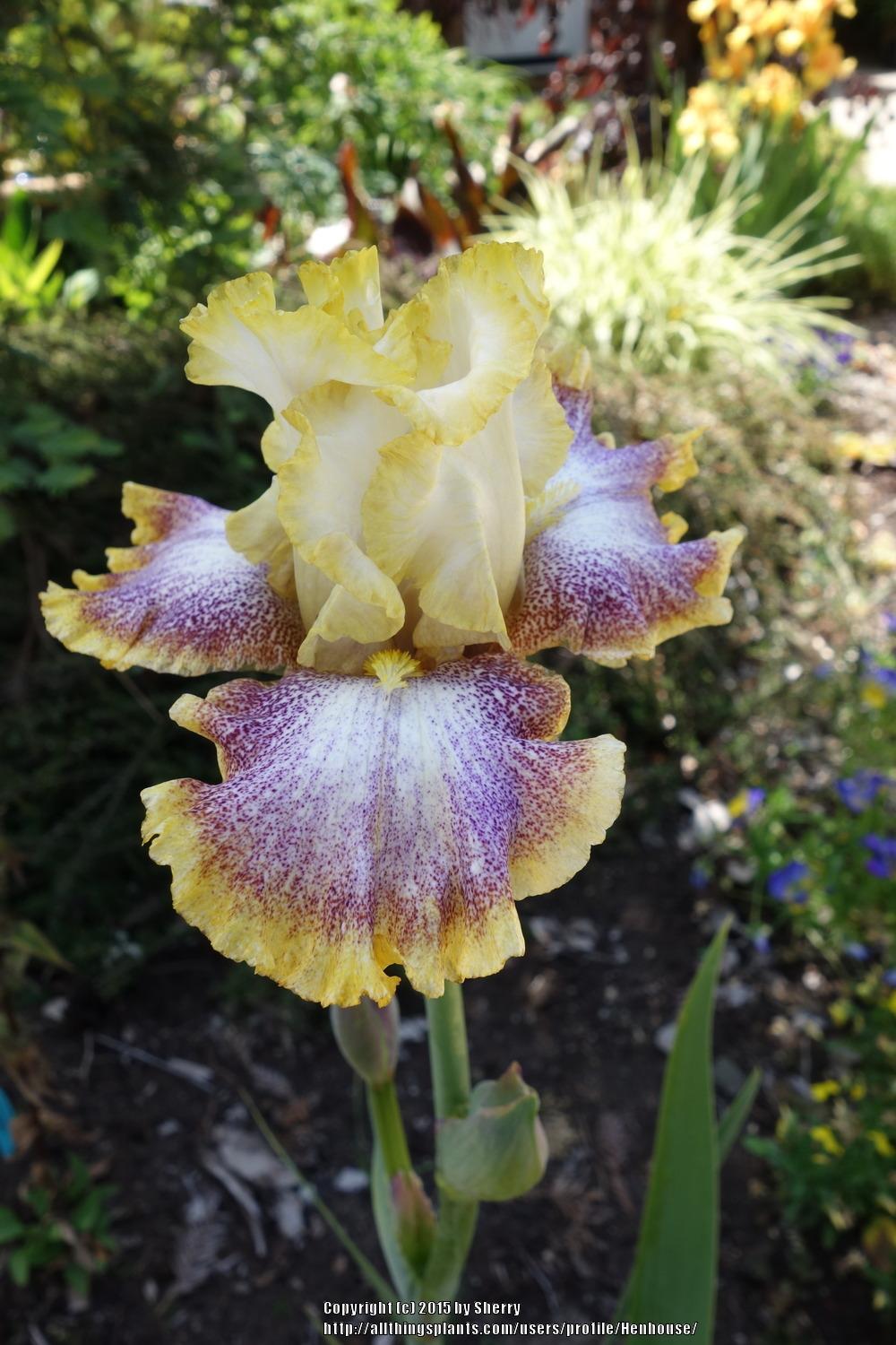 Photo of Tall Bearded Iris (Iris 'Whispering Spirits') uploaded by Henhouse