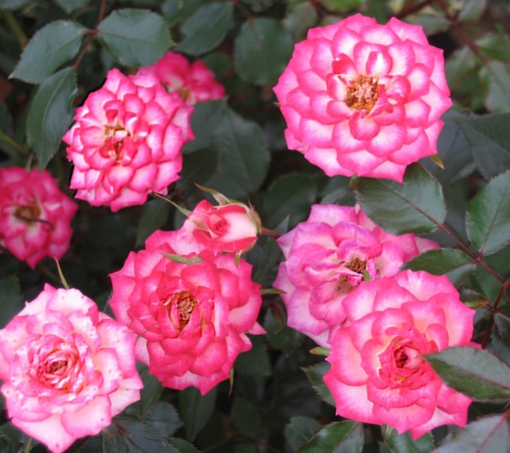 Photo of Rose (Rosa 'Magic Carrousel') uploaded by Maryl