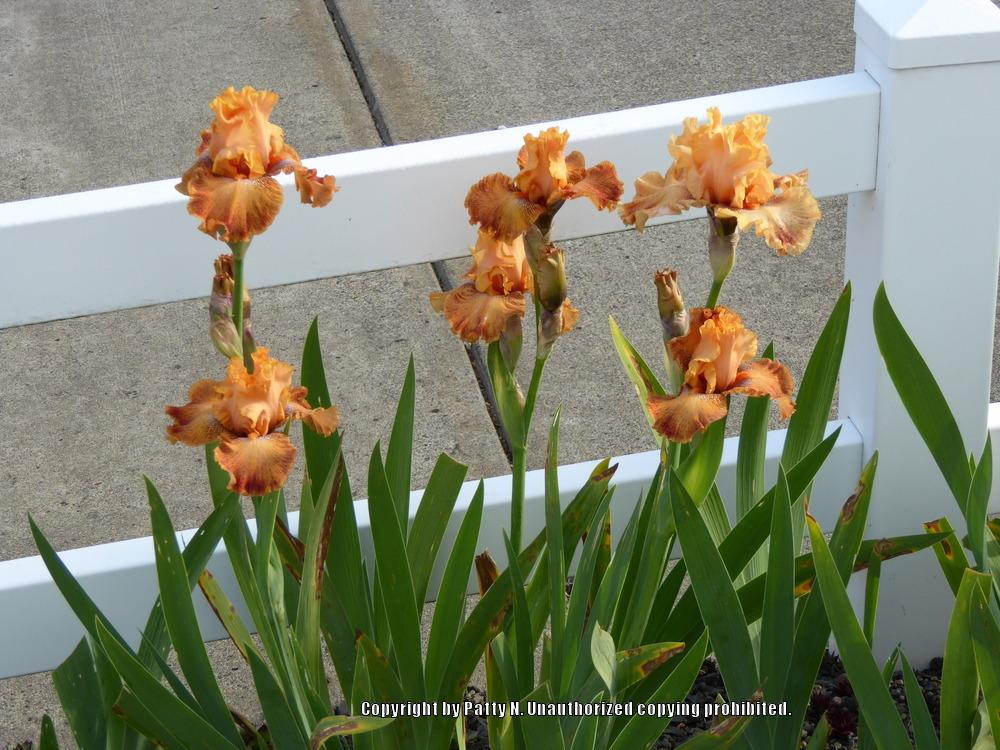 Photo of Border Bearded Iris (Iris 'Wild') uploaded by Patty