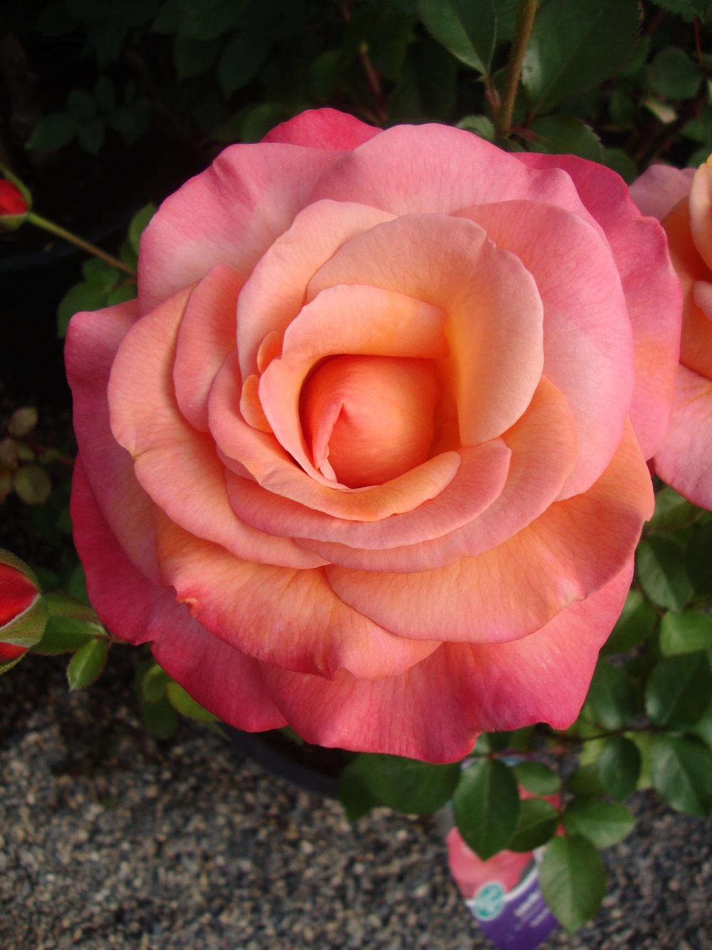 Photo of Rose (Rosa 'Colorific') uploaded by Paul2032