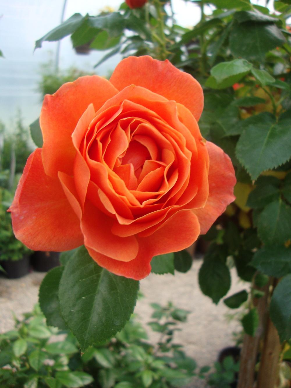 Photo of Rose (Rosa 'Strike It Rich') uploaded by Paul2032