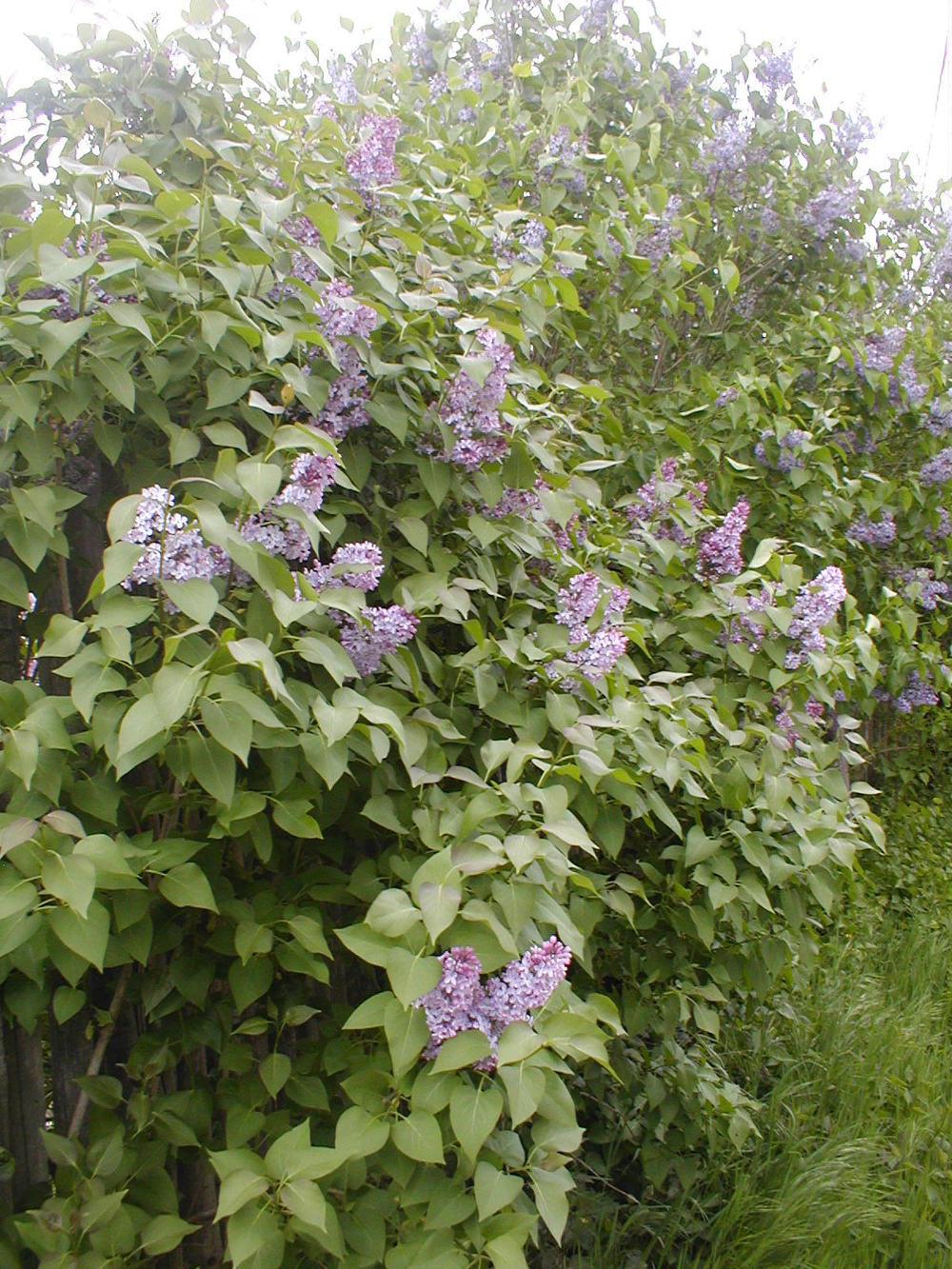 Photo of Common Lilac (Syringa vulgaris) uploaded by admin