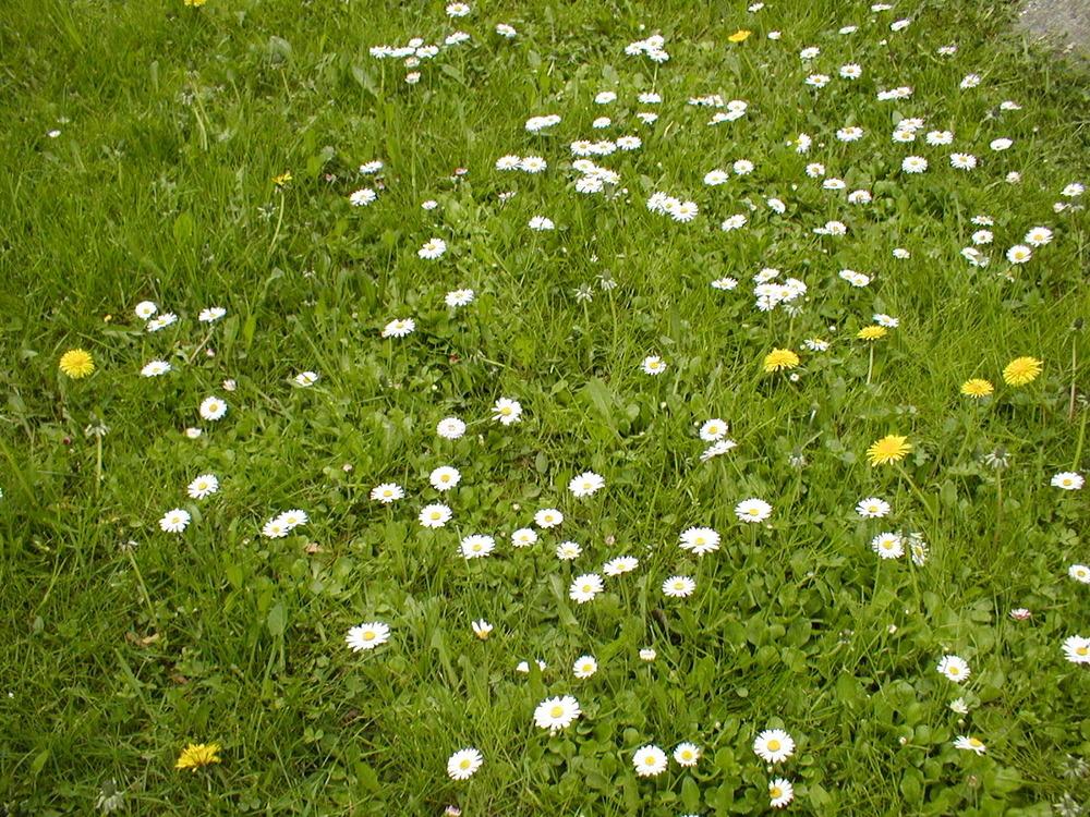 Photo of English Daisy (Bellis perennis) uploaded by admin