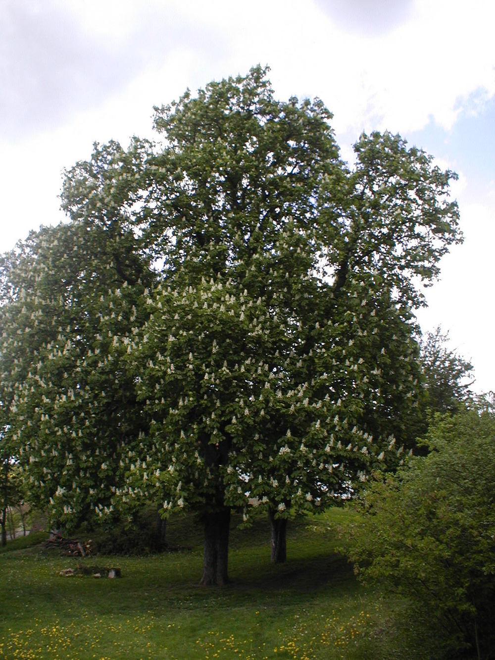 Photo of Horse Chestnut (Aesculus hippocastanum) uploaded by admin