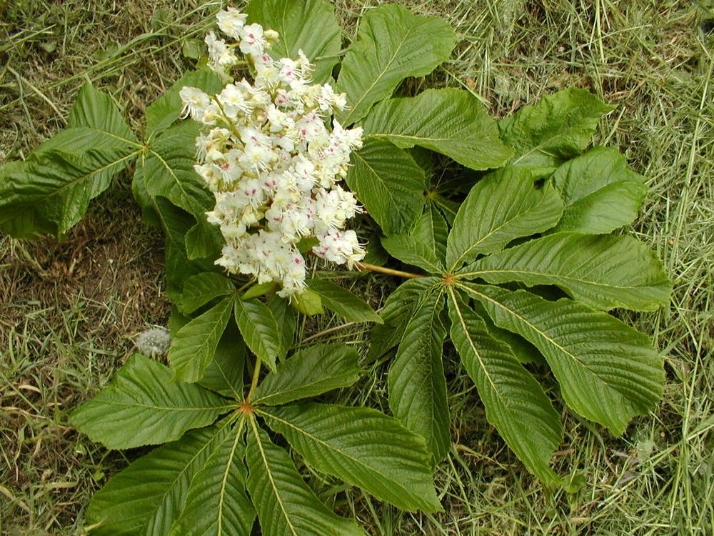 Photo of Horse Chestnut (Aesculus hippocastanum) uploaded by admin