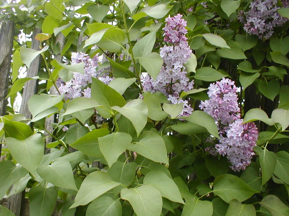 Photo of Common Lilac (Syringa vulgaris) uploaded by admin