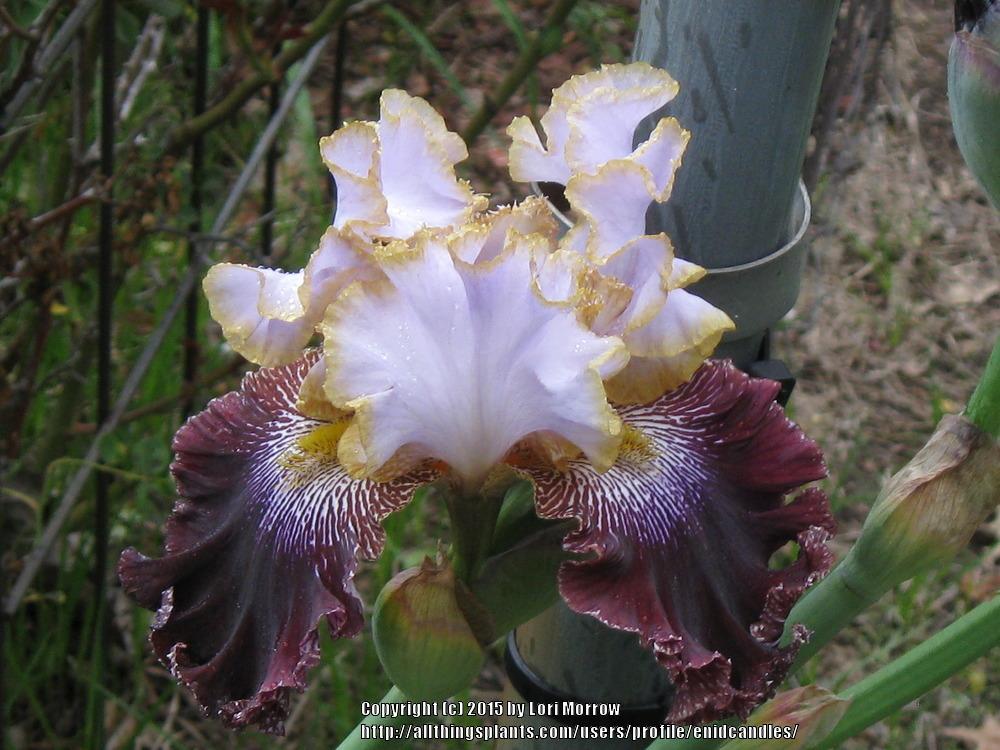 Photo of Tall Bearded Iris (Iris 'Magic Masquerade') uploaded by enidcandles