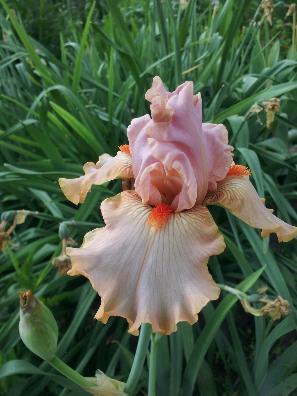 Photo of Tall Bearded Iris (Iris 'Inspired') uploaded by gemini_sage