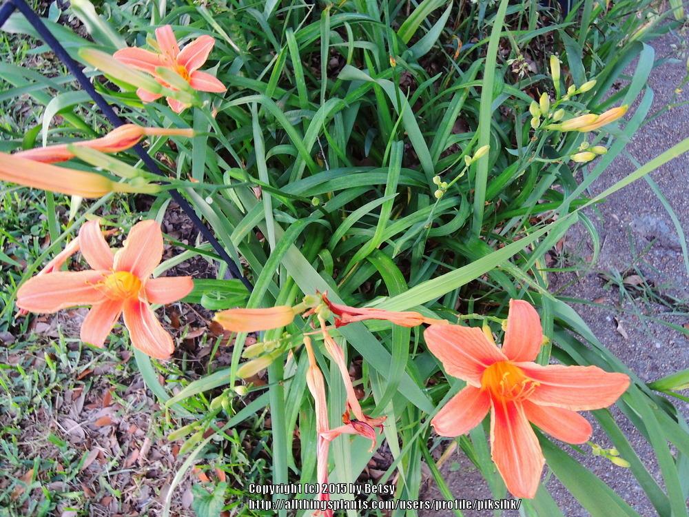 Photo of Daylilies (Hemerocallis) uploaded by piksihk