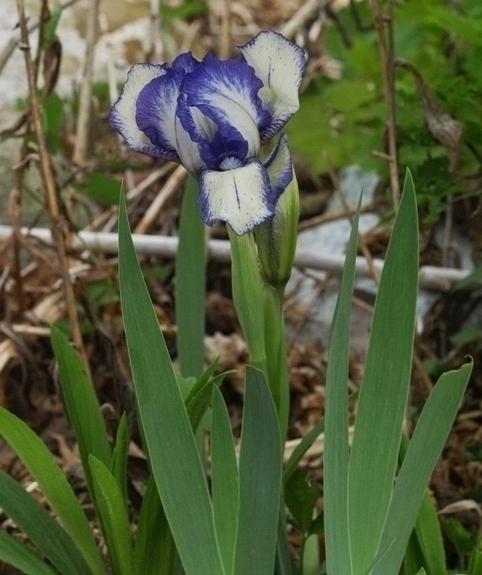 Photo of Standard Dwarf Bearded Iris (Iris 'Stitch Witch') uploaded by plantrob
