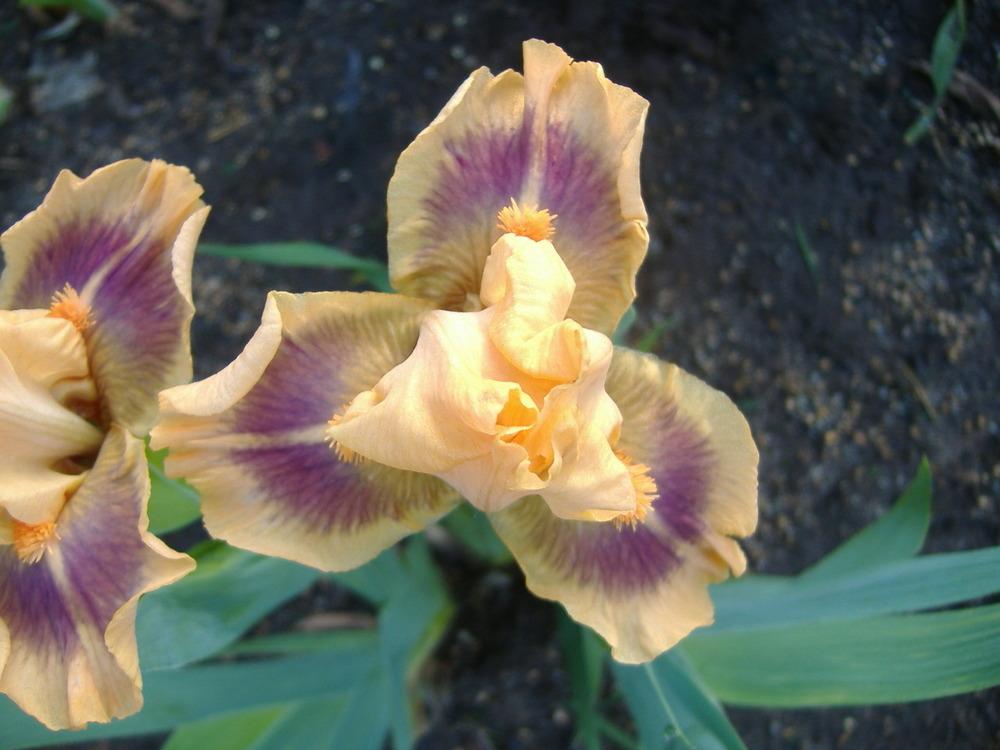Photo of Standard Dwarf Bearded Iris (Iris 'Jive') uploaded by tveguy3