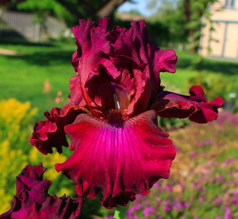 Photo of Tall Bearded Iris (Iris 'Palace Symphony') uploaded by Moiris