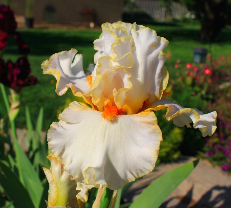 Photo of Tall Bearded Iris (Iris 'Stolen Sweets') uploaded by Moiris