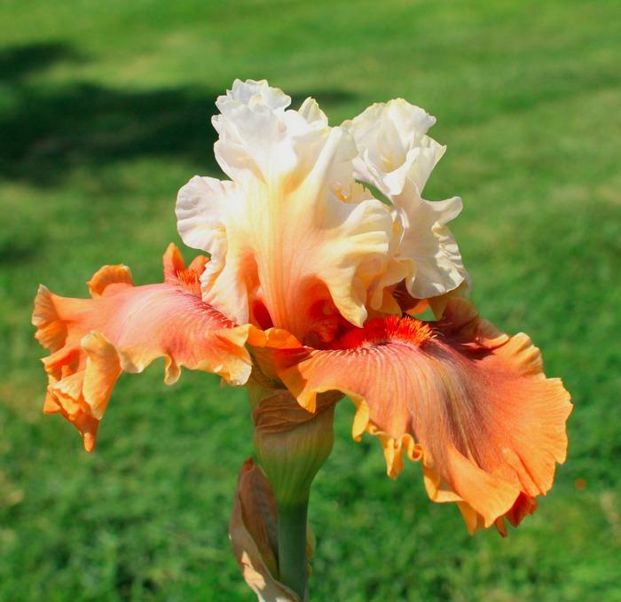 Photo of Tall Bearded Iris (Iris 'Ginger Ice') uploaded by Moiris