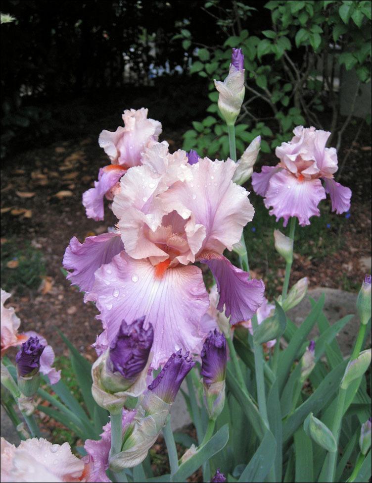 Photo of Tall Bearded Iris (Iris 'Sweet Musette') uploaded by Polymerous