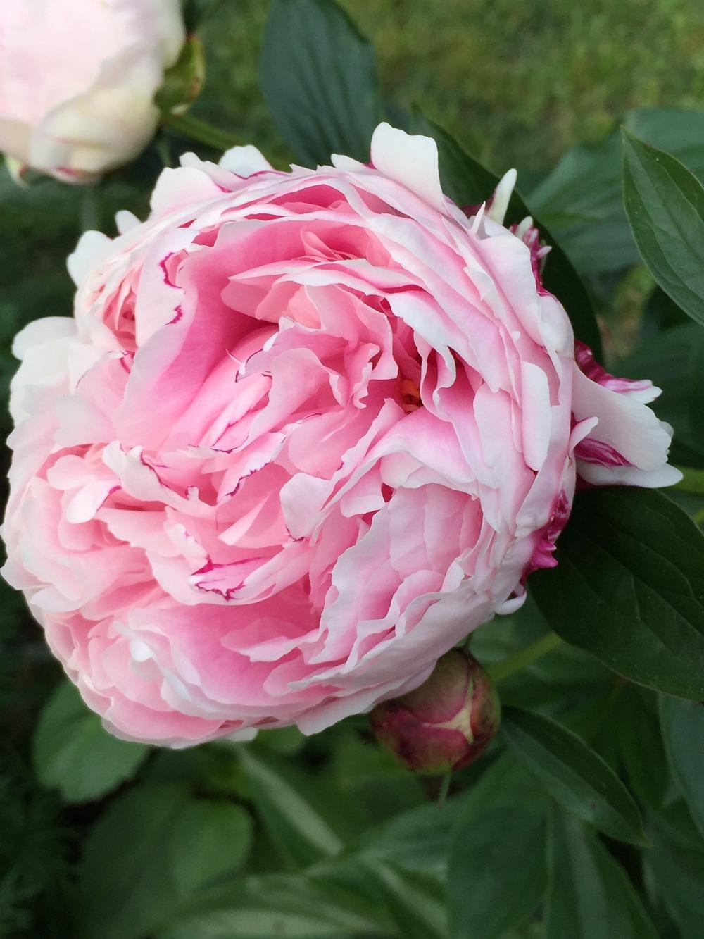 Photo of Peonies (Paeonia) uploaded by SCButtercup