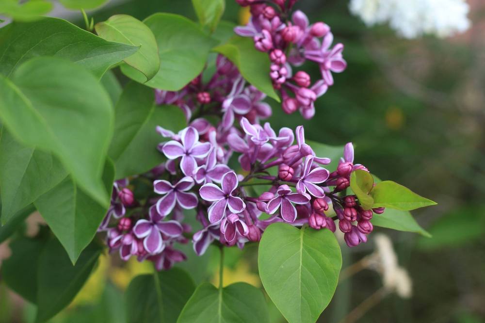Photo of Common Lilac (Syringa vulgaris 'Sensation') uploaded by Skiekitty