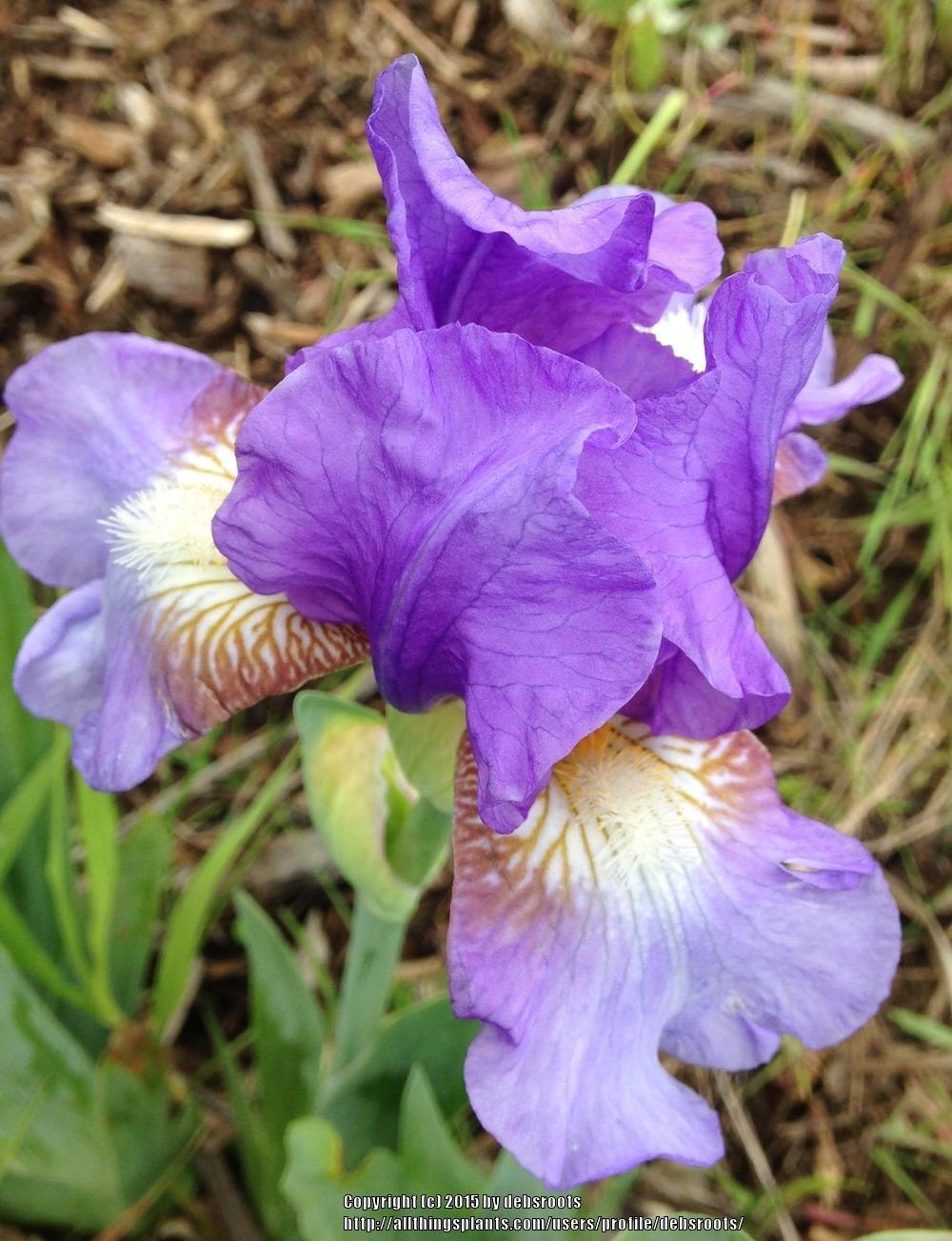 Photo of Intermediate Bearded Iris (Iris 'River of Dreams') uploaded by debsroots