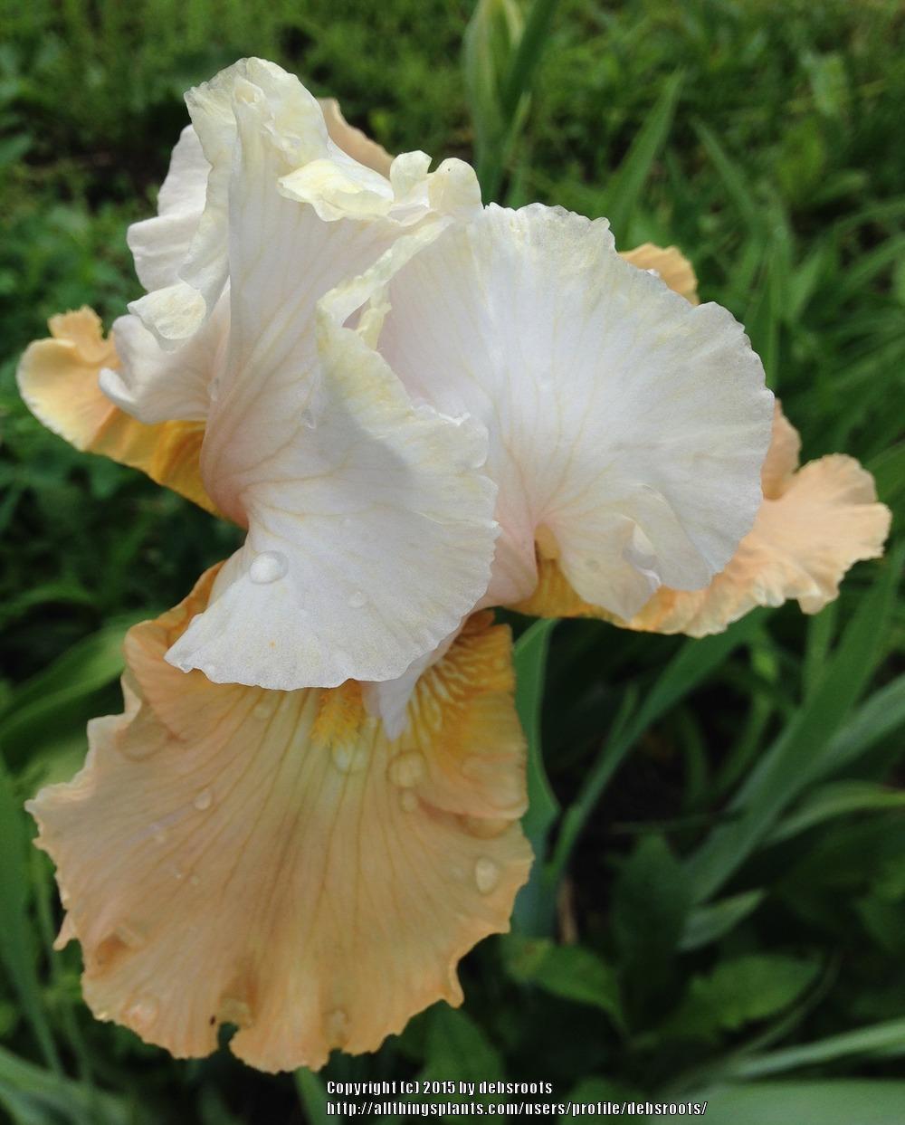 Photo of Tall Bearded Iris (Iris 'Champagne Elegance') uploaded by debsroots