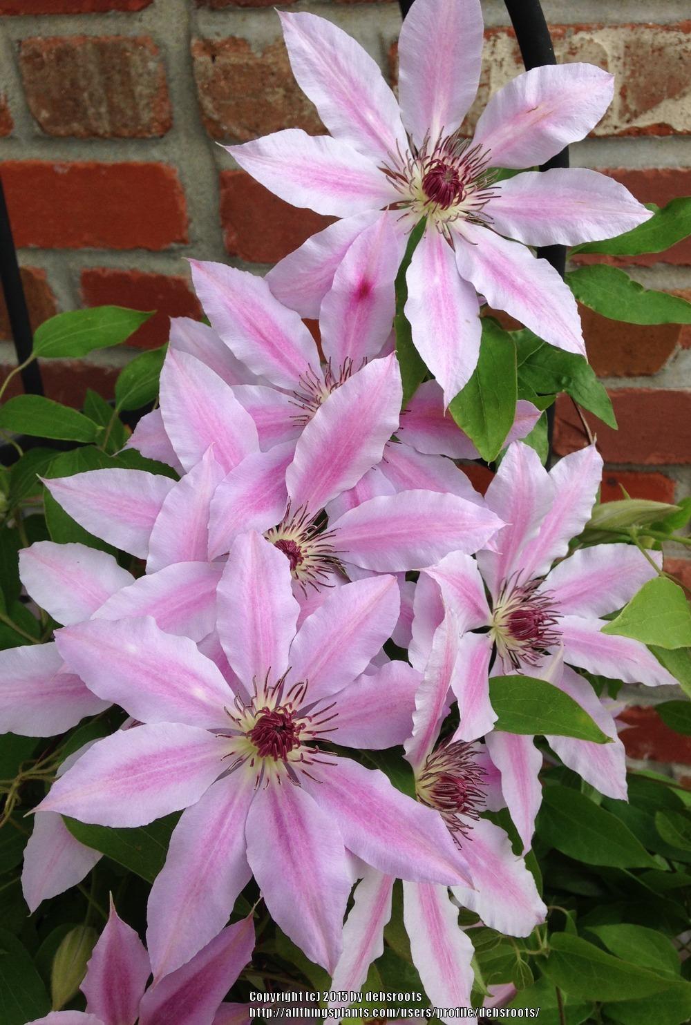 Photo of Clematis 'Nelly Moser' uploaded by debsroots