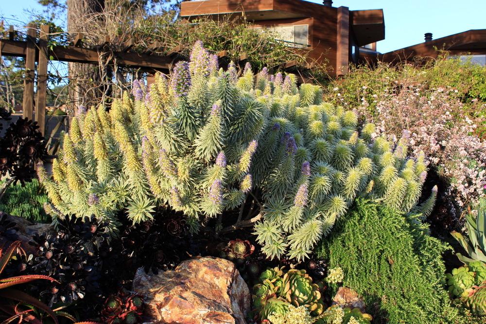 Photo of Variegated Pride of Madeira (Echium decaisnei 'Star of Madeira') uploaded by designwithplants