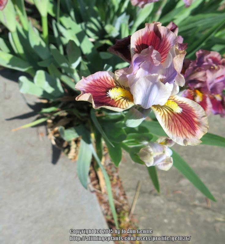 Photo of Standard Dwarf Bearded Iris (Iris 'Giggles and Grins') uploaded by ge1836