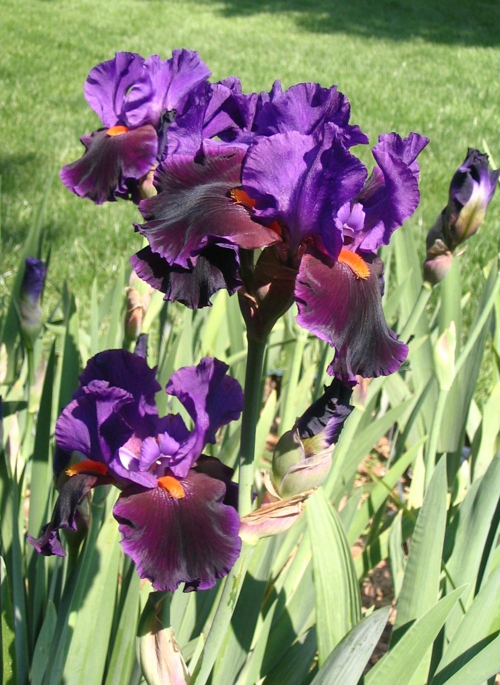 Photo of Tall Bearded Iris (Iris 'Local Color') uploaded by janielouy
