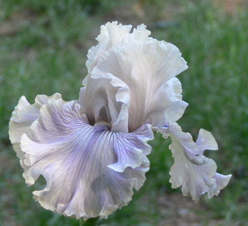 Photo of Tall Bearded Iris (Iris 'Haunted Heart') uploaded by janwax