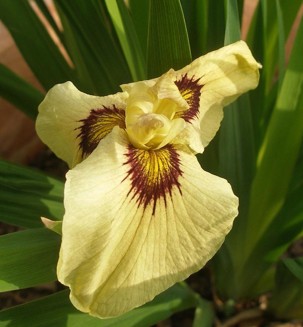 Photo of Species X Iris (Iris 'Ryugan') uploaded by needrain
