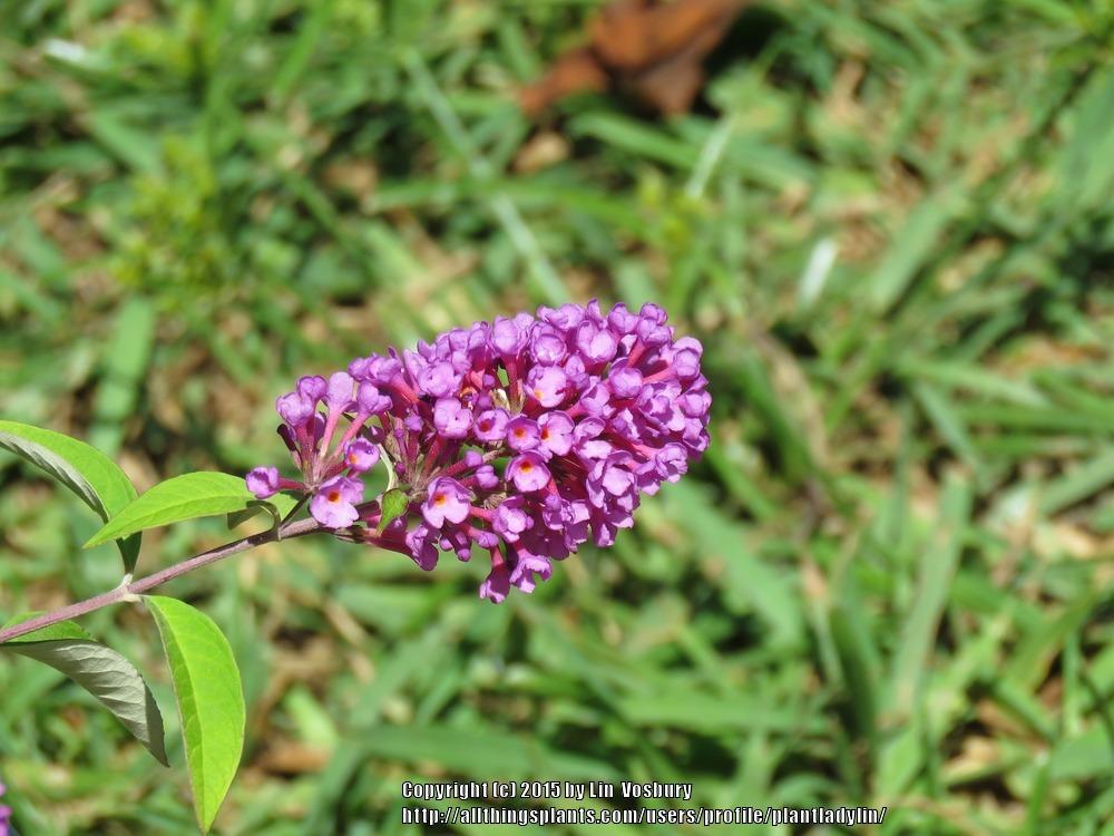 Photo of Butterfly Bush (Buddleja Flutterby Petite™ Tutti Fruitti Pink) uploaded by plantladylin
