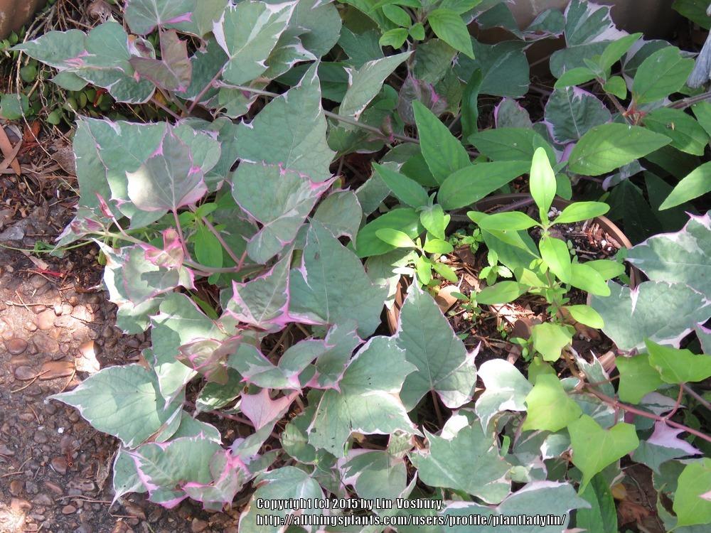 Photo of Ornamental Sweet Potato (Ipomoea batatas 'Tricolor') uploaded by plantladylin
