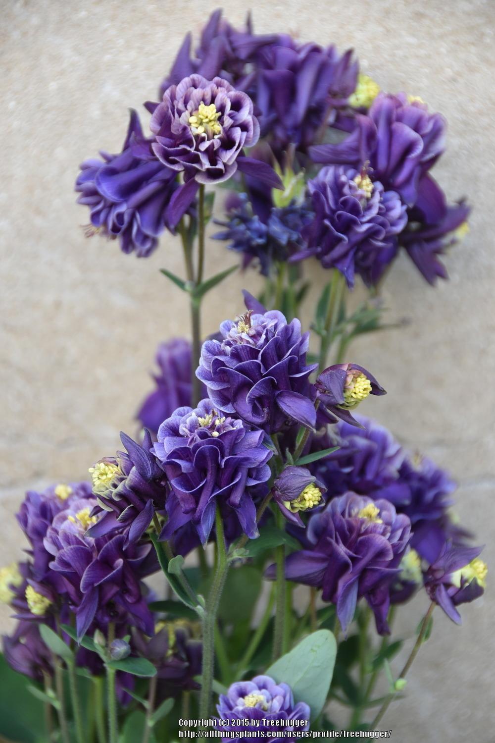 Photo of Columbine (Aquilegia vulgaris 'Winky Double Blue and White') uploaded by treehugger
