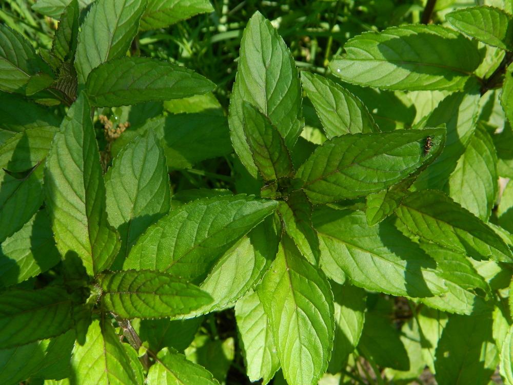 Photo of Peppermint (Mentha x piperita) uploaded by wildflowers