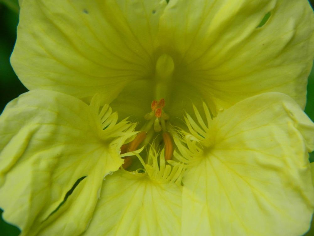 Photo of Garden Nasturtium (Tropaeolum majus 'Yeti') uploaded by wildflowers