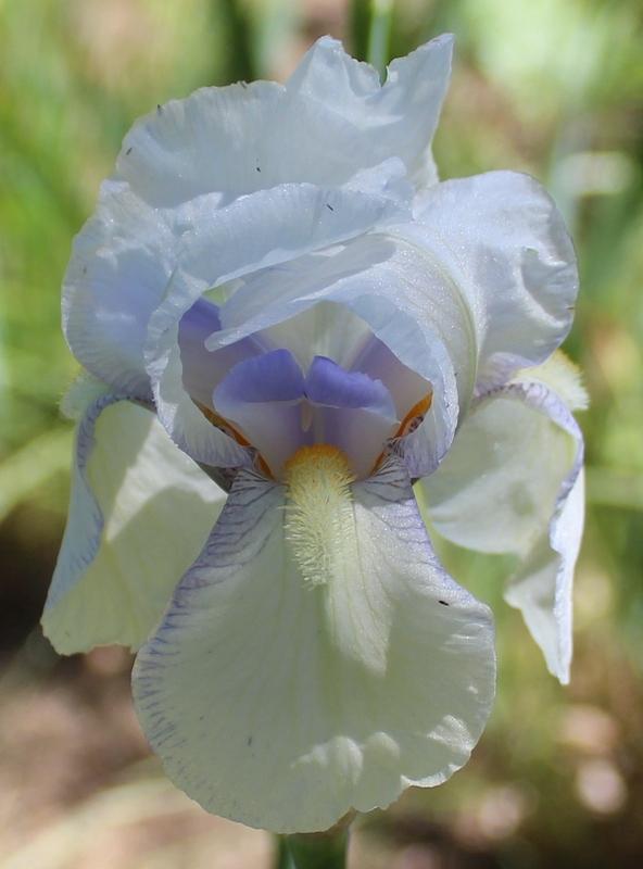 Photo of Tall Bearded Iris (Iris 'Fairy') uploaded by Calif_Sue