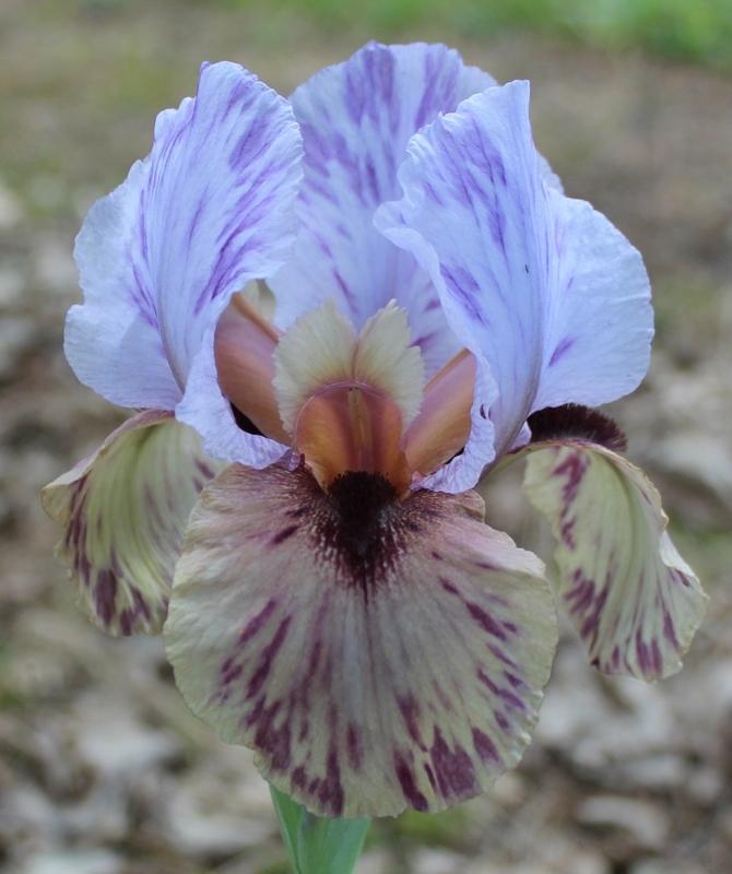 Photo of Arilbred Iris (Iris 'Esther, the Queen') uploaded by Calif_Sue