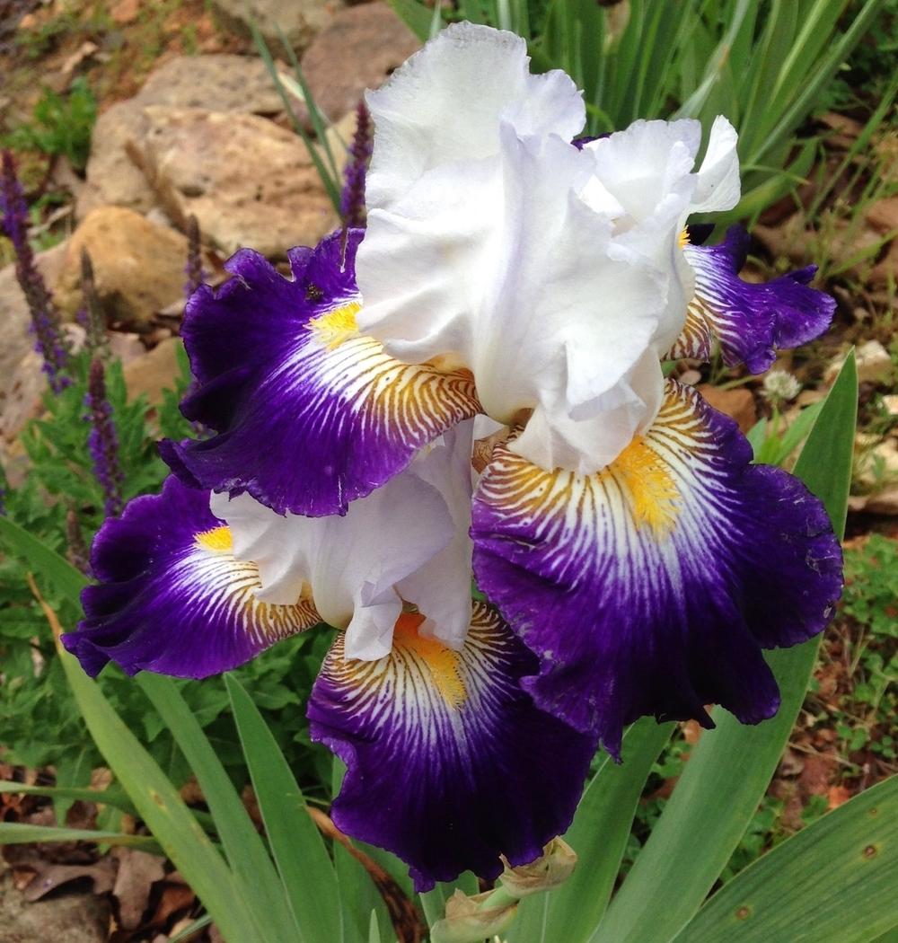 Photo of Tall Bearded Iris (Iris 'Flash of Light') uploaded by Dodecatheon3