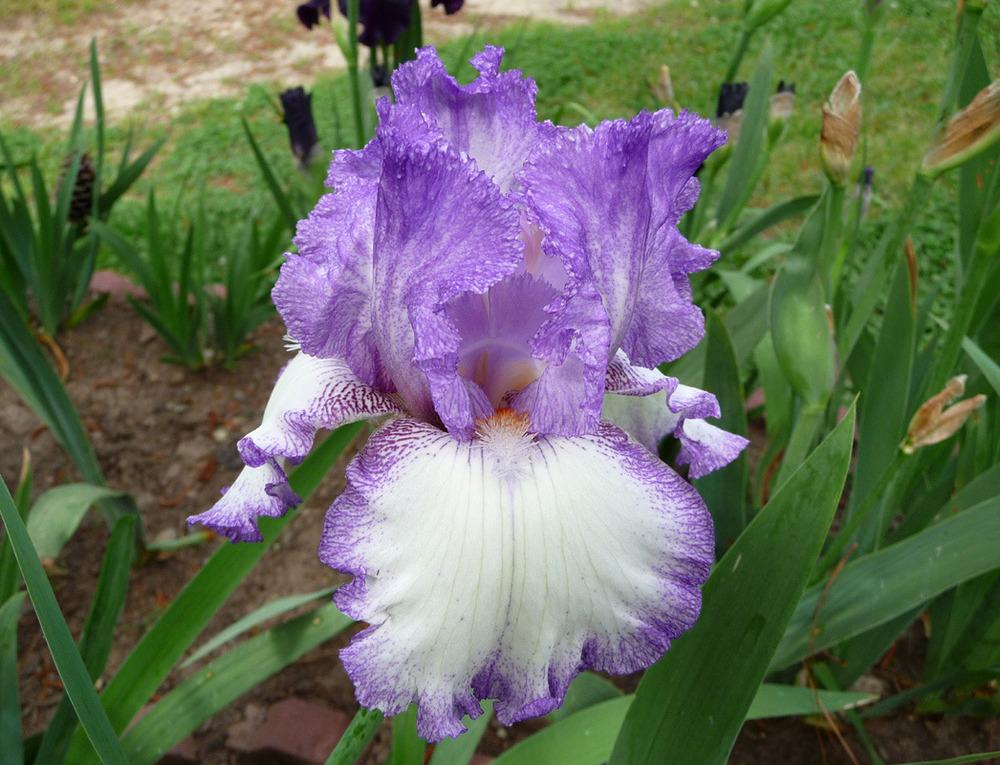Photo of Tall Bearded Iris (Iris 'Girly Girl') uploaded by Lestv