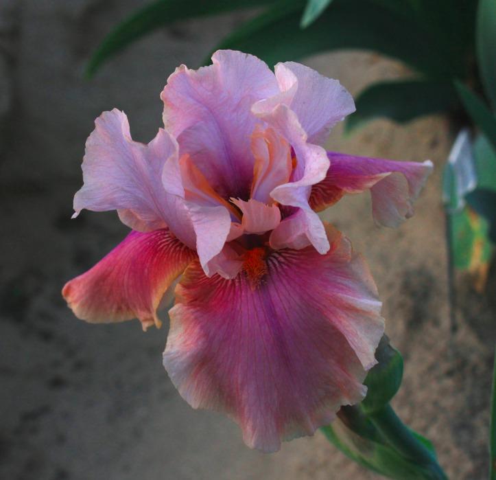 Photo of Tall Bearded Iris (Iris 'Cameo Wine') uploaded by Moiris