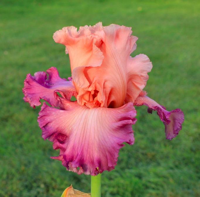 Photo of Tall Bearded Iris (Iris 'Bowled Over') uploaded by Moiris