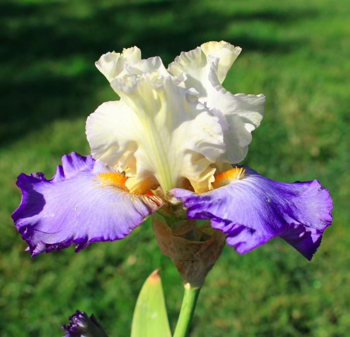 Photo of Tall Bearded Iris (Iris 'Here in Silence') uploaded by Moiris