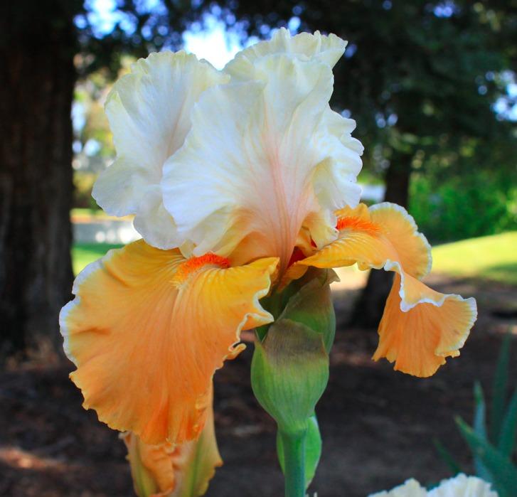 Photo of Tall Bearded Iris (Iris 'Pumpkin Cheesecake') uploaded by Moiris