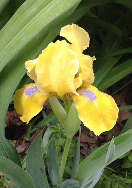 Photo of Miniature Dwarf Bearded Iris (Iris 'Zipper') uploaded by Sharon
