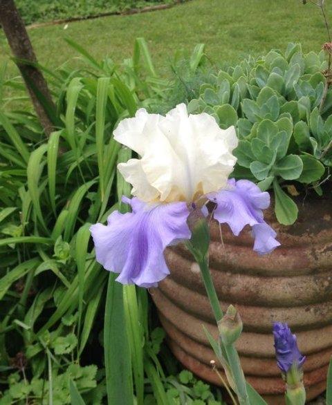 Photo of Tall Bearded Iris (Iris 'Stairway to Heaven') uploaded by Sharon