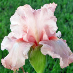 Location: My Gardens
Date: May 30, 2011
One of Keppel's Best Pinks