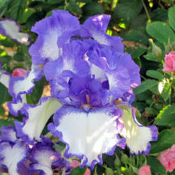 Location: My Gardens
Date: May 2013
An Irresistable Iris
