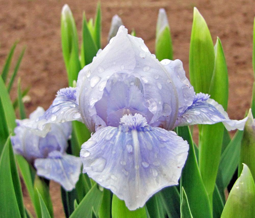 Photo of Standard Dwarf Bearded Iris (Iris 'Bedford Lilac') uploaded by TBGDN