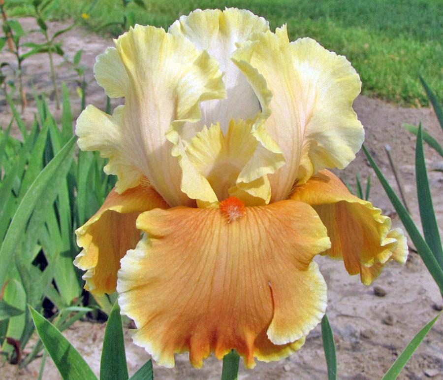 Photo of Tall Bearded Iris (Iris 'English Charm') uploaded by TBGDN