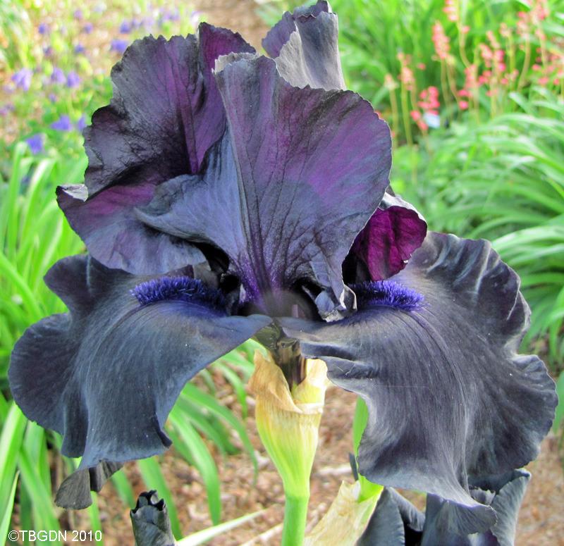 Photo of Tall Bearded Iris (Iris 'Black Suited') uploaded by TBGDN