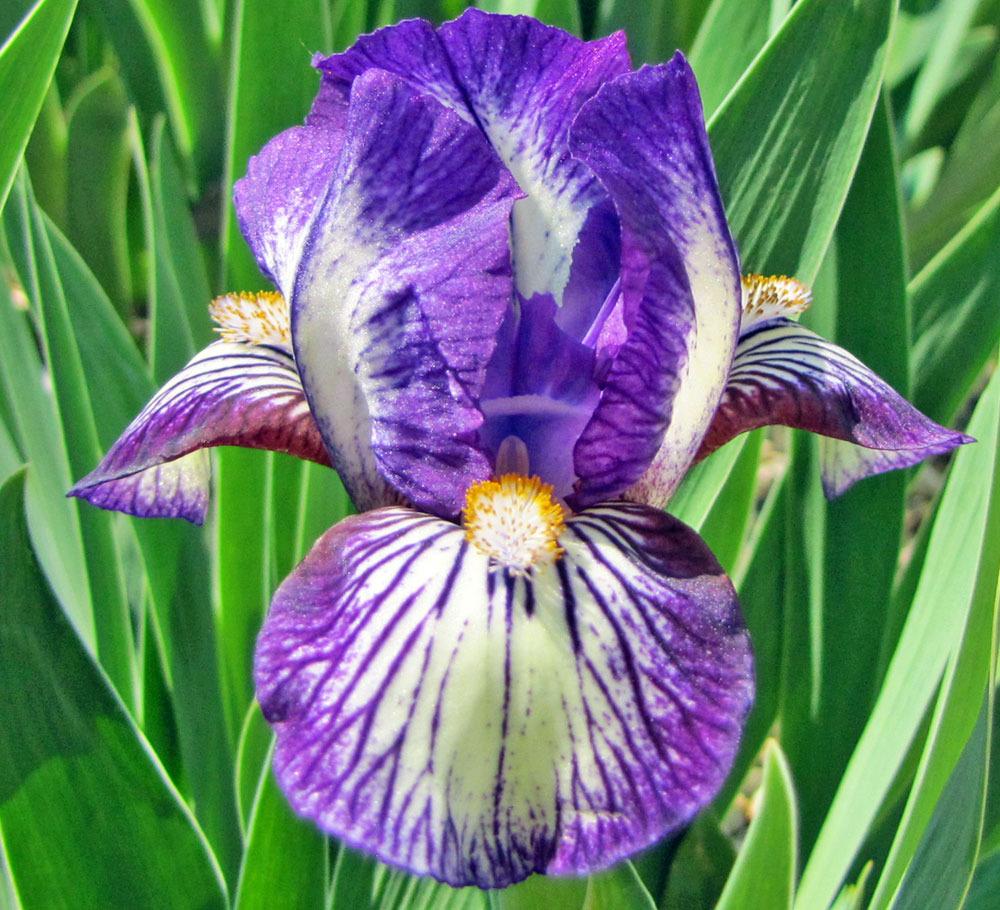 Photo of Standard Dwarf Bearded Iris (Iris 'Dinky Doodle') uploaded by TBGDN